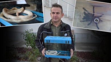 Mısır yılanı ve tarantulayı satmak isterken yakalandı