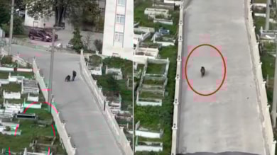 Domuz saldırısından kurtulma anı kamerada