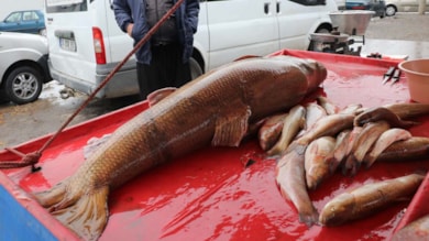 Oltayla yaklaşık 110 kilogramlık turna balığı yakalandı