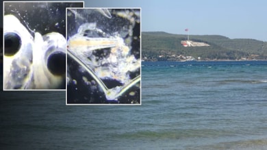 Doç. Dr. Yılmaz: Müsilaj, balık popülasyonunu tehdit ediyor