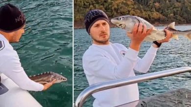 Nesli tükenme tehlikesi altında olan mersin balığını yakalayıp, denize saldı