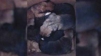 Çöpe atılan 5 köpek yavrusunu temizlik işçileri buldu