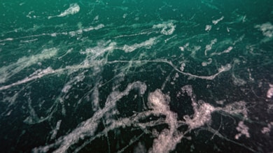 Marmara Denizi'nin kabusu müsilaj geri döndü