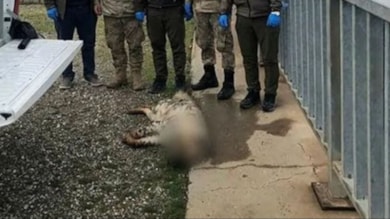 Şanlıurfa'da nesli tükenme tehlikesi olan çizgili sırtlan ölü bulundu