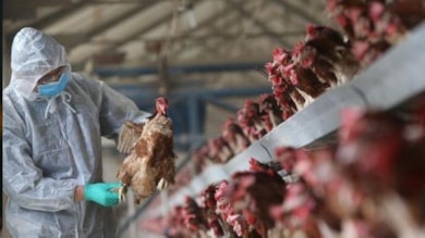 Konya'da yumurta üreticisinde kuş gribi tespit edildi