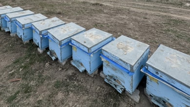 Polen kıtlığı kovanları etkiledi: Arılar üreyemiyor