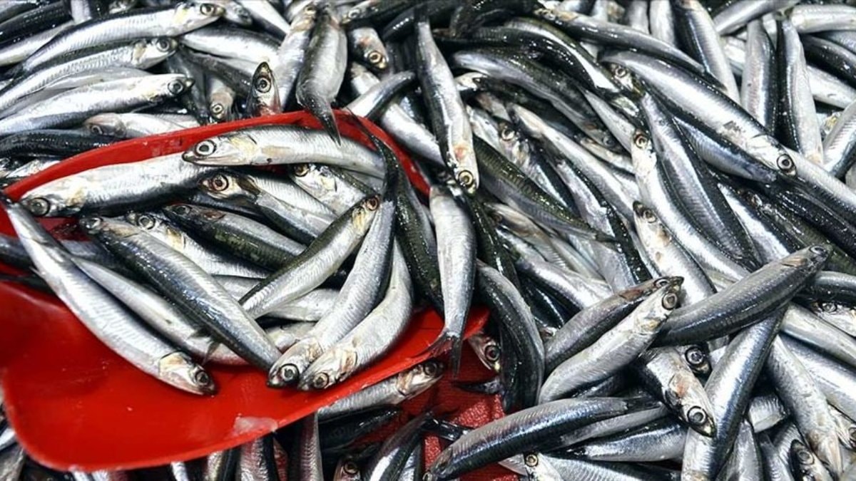 Karadeniz’de balıkçılar erken ‘paydos’ etti