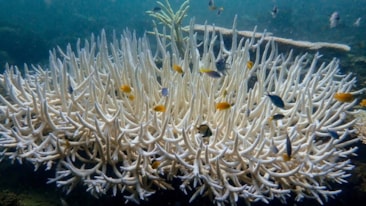 Okyanuslarda korkutan görüntüler: Mercanlar ağardı
