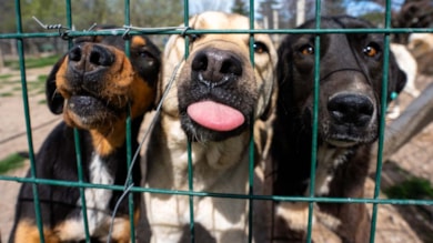 180 köpeğe bakıyordu: 1 milyon 731 bin para cezası kesildi