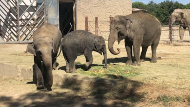 İzmir’in fili Ege 3 yaşında