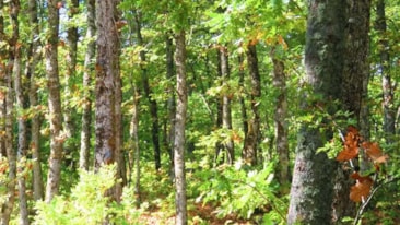 Bir ilde ormanlara girişler Ekim'e kadar yasaklandı