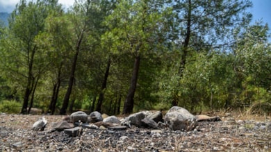 Orman yasakları sonrası 'mangal' duyarsızlığı