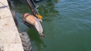 3 metre uzunluğunda ölü yunus bulundu