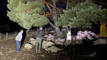 Sağanak sırasında ağaca yıldırım düştü: 76 koyun öldü