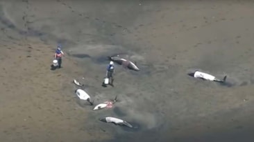 Kıyıya vuran 100'den fazla yunusu gönüllüler kurtardı