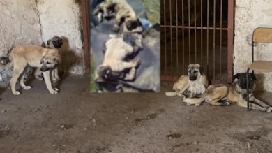 Asfalt ziftine bulaşan 10 yavru köpekten 5'i hayata tutundu