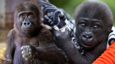 Yüz binlerce kişi oy kullandı: Yavru gorilin ismi belli oldu