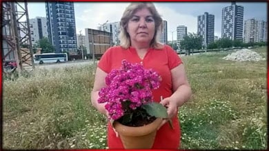 95 bin dolarlık çiçek başını yaktı