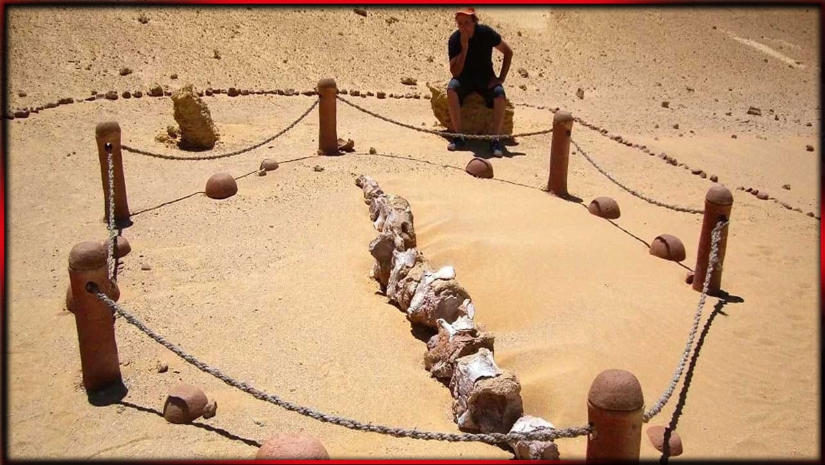 Bu çölde balinalar yaşıyor: Dünyada tek bir örneği bile yok