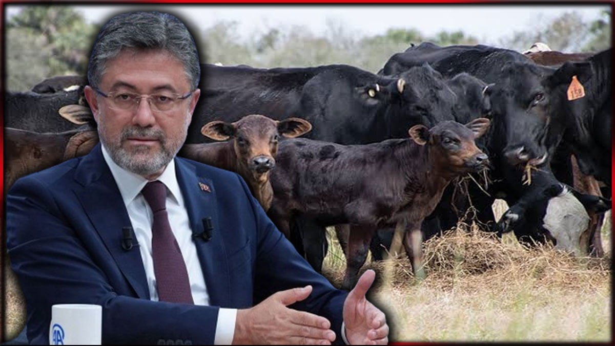 Tarım Bakanı yerli sığır diye övündü: Angus çıktı