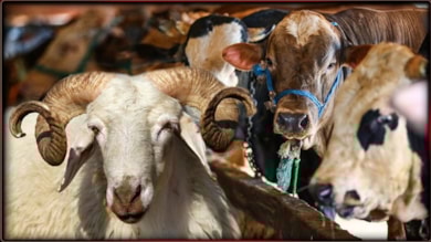 Diyanet, 2025 yılı vekaletle kurban kesim bedelini açıkladı