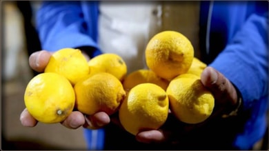 Fiyatı 50 lirayı geçen limonun satışı durduruldu