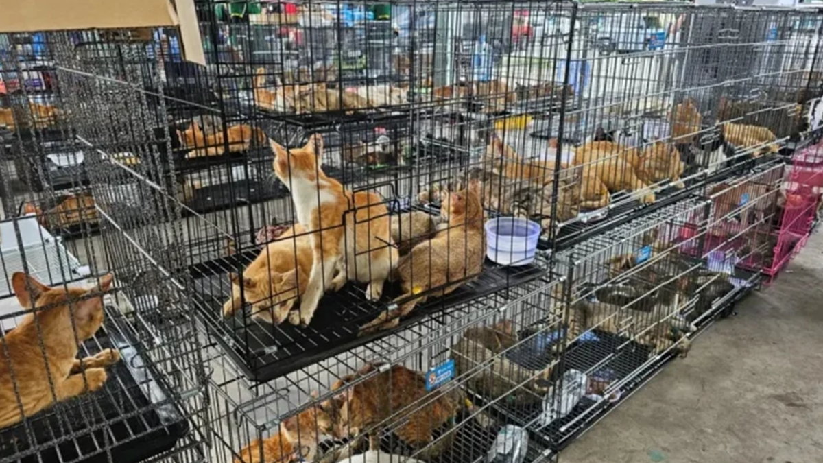 Yemek için 2 bin 700 kedi çalan çeteye operasyon: 12 gözaltı