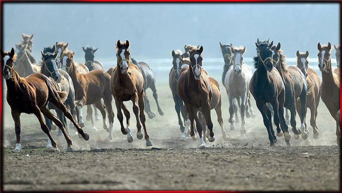 Devletin atları çalındı!