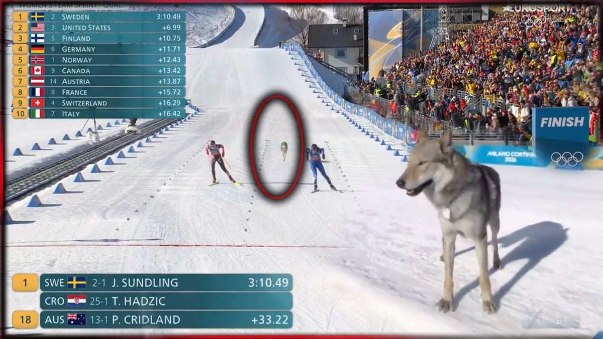 Kayak pistine giren kurt yarışa damga vurdu