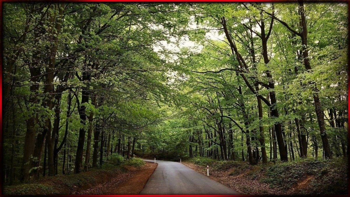 Erdoğan'ın bir imzasıyla milyonlarca metrekarelik orman satışa çıkarıldı