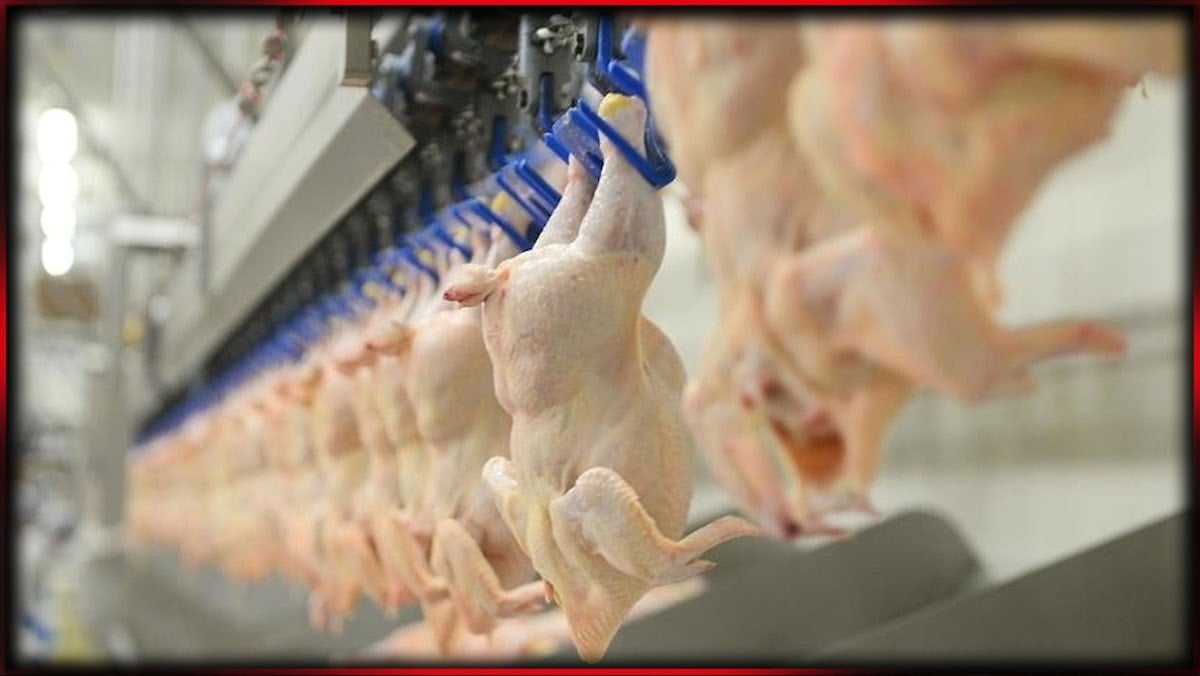 Ünlü Türk tavuk markası icra yoluyla satışa çıkarıldı