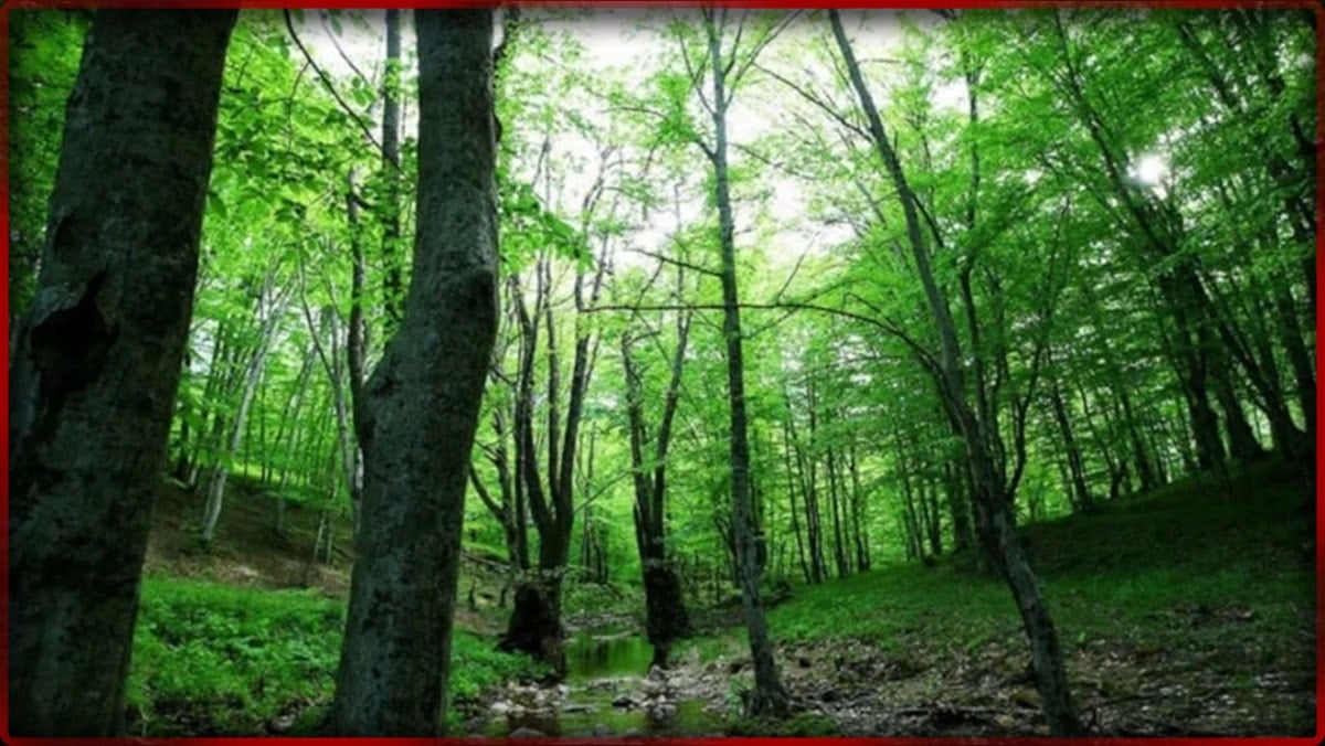 Atatürk Ormanı’nın yanına otel yapacaklar