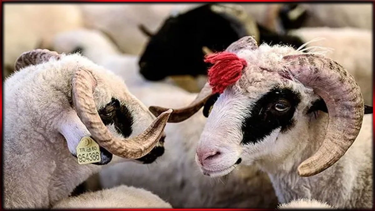 Büyükbaş ve küçükbaş fiyatları açıklandı: Bu yıl kurban kesmek kaç TL?