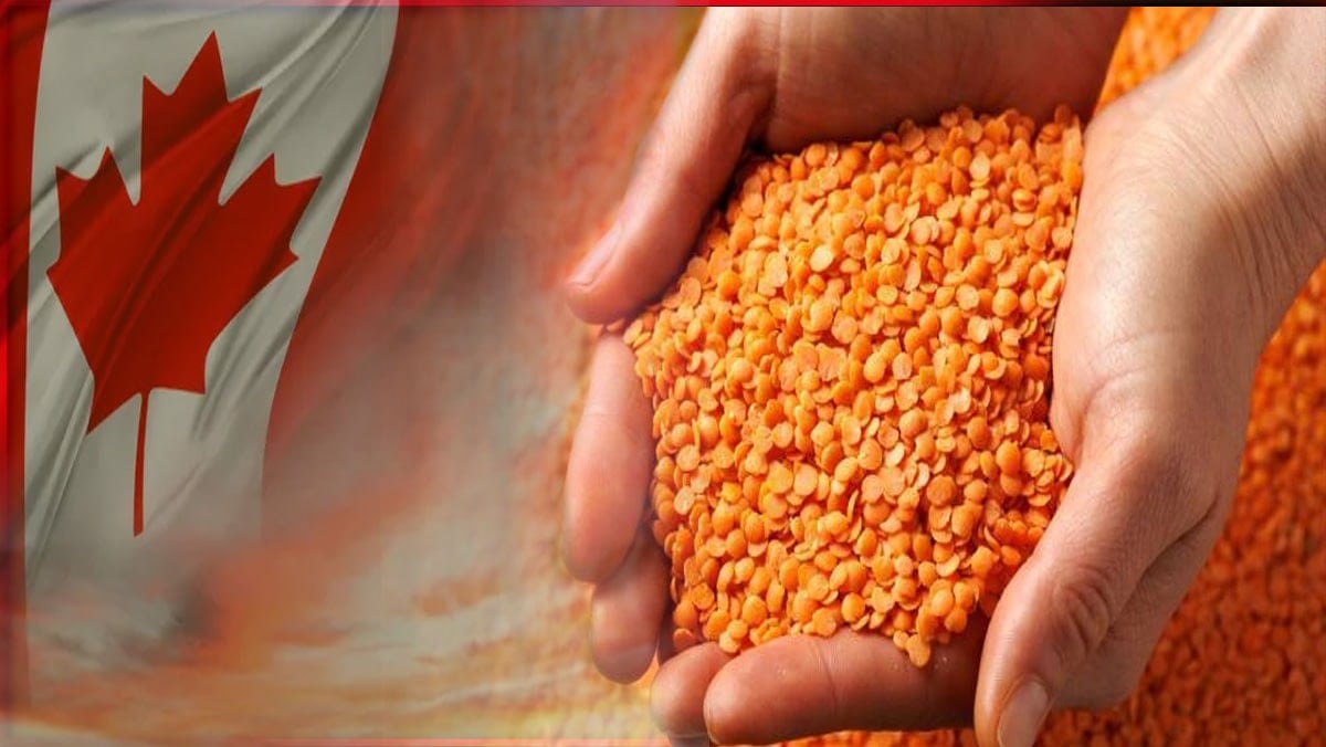 Kanada mercimeği fırına verdi