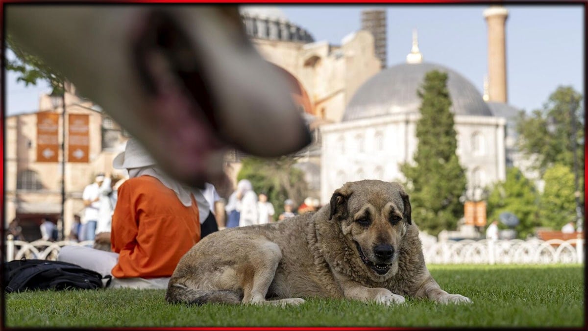 Valilikten köpek katliamı fermanı