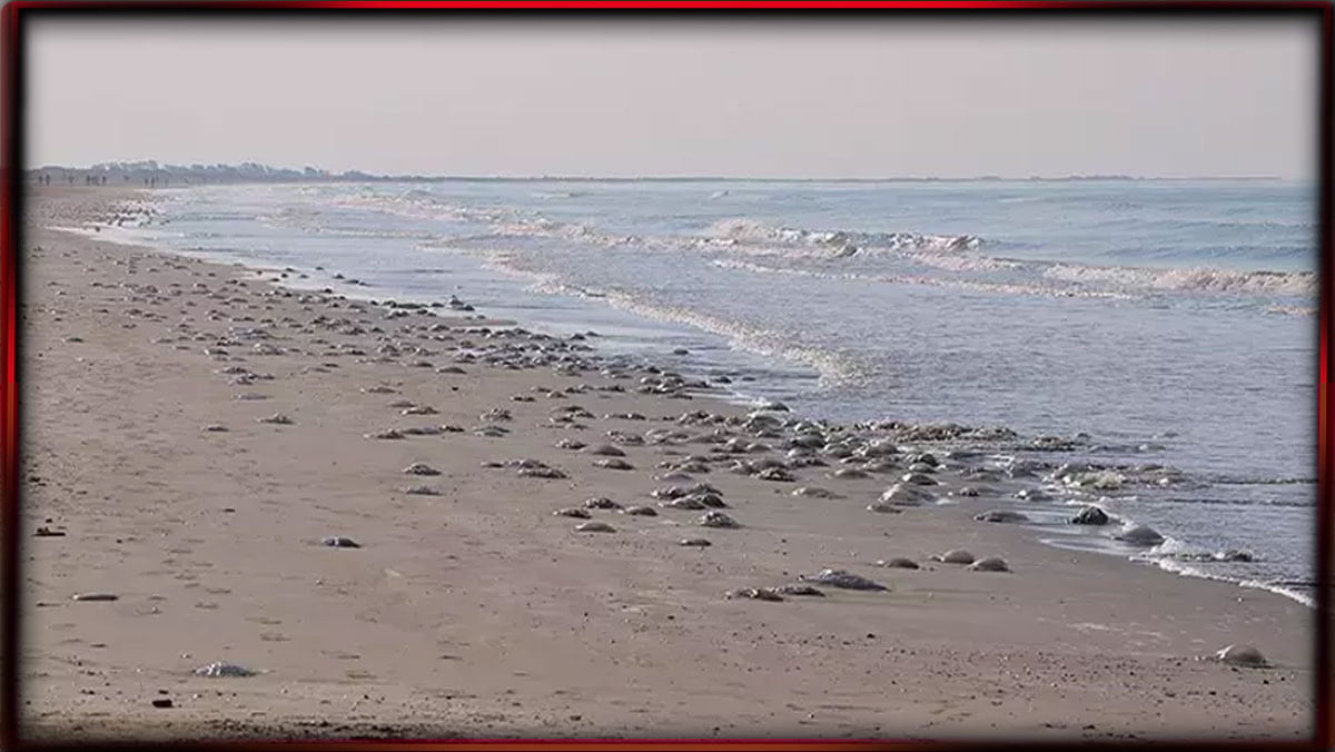 Mersin sahillerine dev denizanaları vurdu! Uzmanlardan 