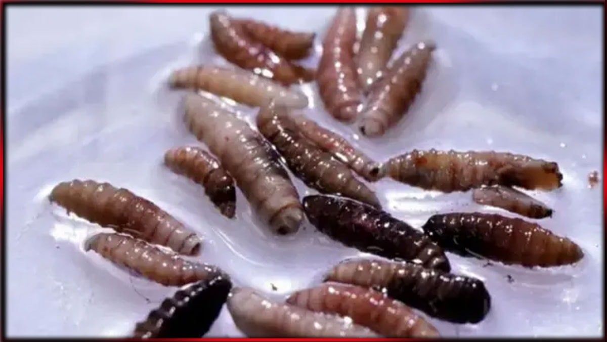 Hapşırırken burnundan "kurtçuklar" çıkan kadın tıp tarihine geçti