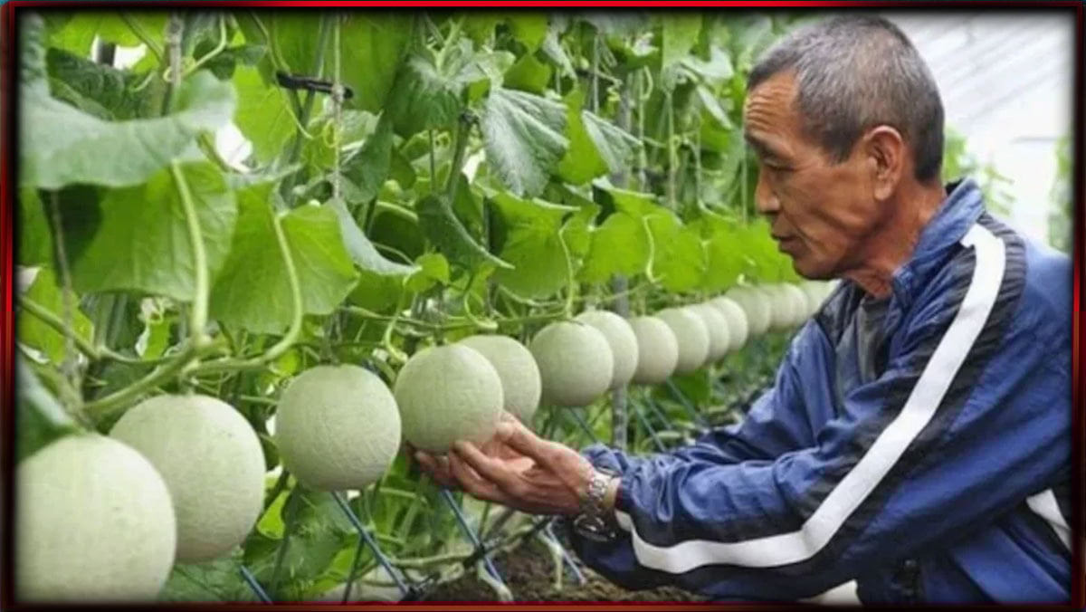 Bu meyve masaj yapıldıkça olgunlaşıyor, fiyatı 28 bin TL’den başlıyor