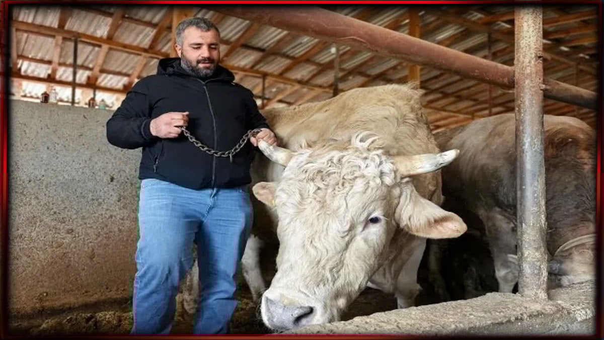 Kurbanlık boğa araba fiyatında satışa çıkarıldı: Kilosu 1 tondan fazla