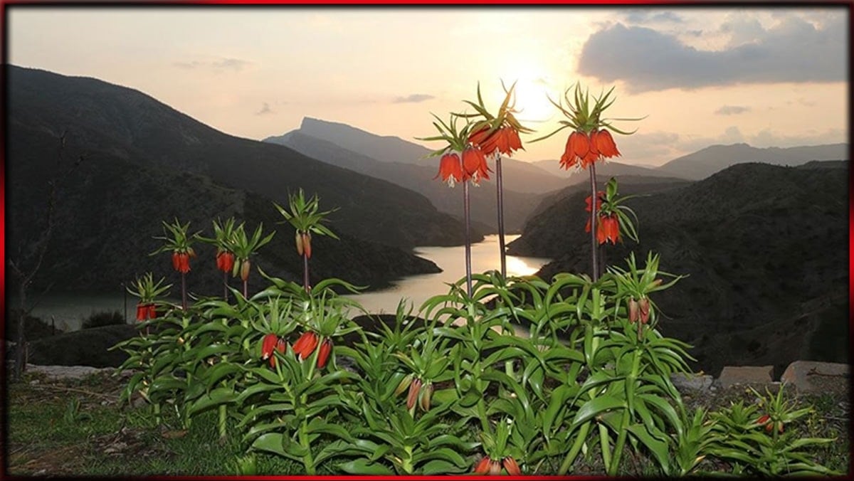 Bu çiçeği koparana 700 bin TL ceza kesilecek