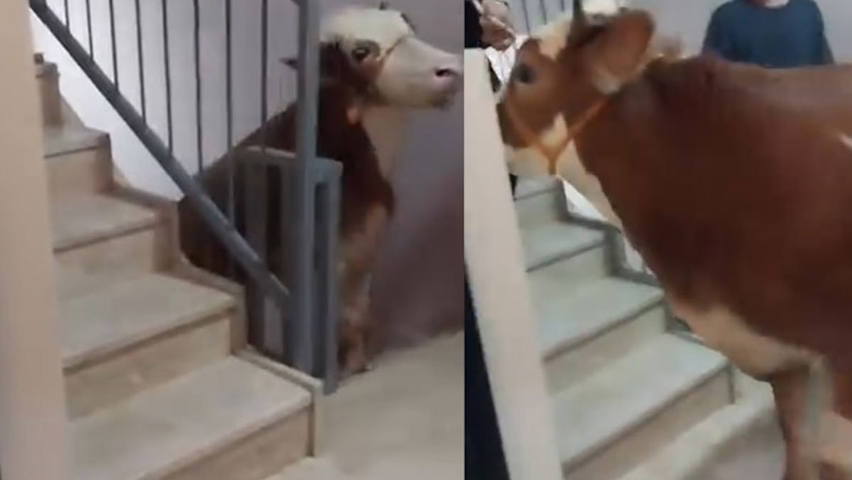 Kurbanlık boğayı 6 kat merdivenden çıkartarak, çatıda kestiler