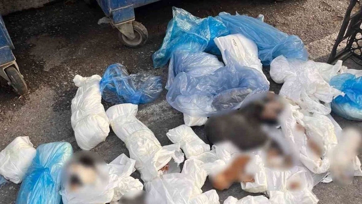 Çöp kenarında 33 ölü kedi bulundu