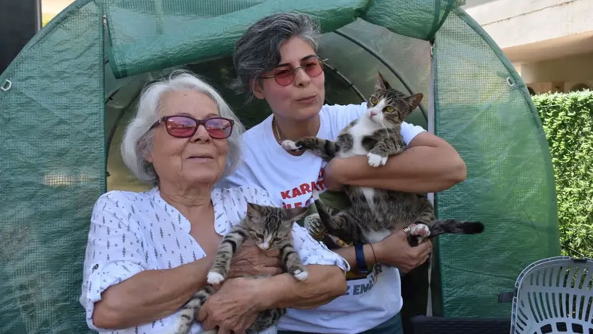 Erkek kedi doğum yaptı! Sahibi şoka girdi