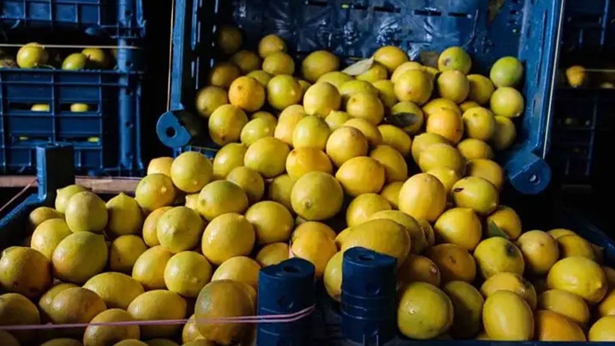 Bir kazık da sofrada: Dalda 5, markette 100 lira